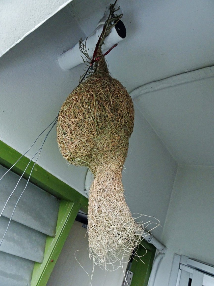1022967585_DSC05149e(Large).thumb.jpg.05555cf8d2f234a06d96babff1213f28.jpg