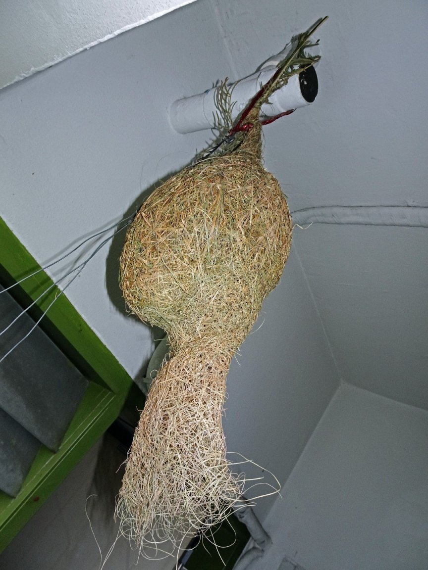 1582087885_DSC05148e(Large).thumb.jpg.518bb82a7b88d5cdcf5bd7a7c580d19e.jpg