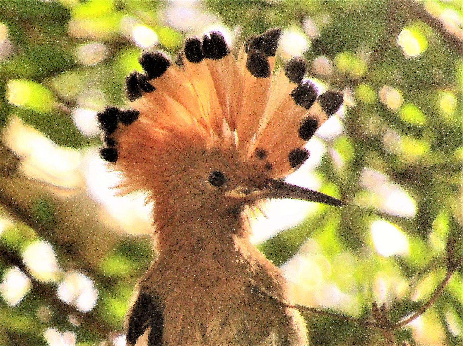 hoopoe submit.jpg