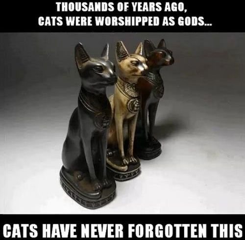 Cats-have-never-forgotten-this.jpg.89e140bb4d4af2cec2feea72dd7b4d69.jpg