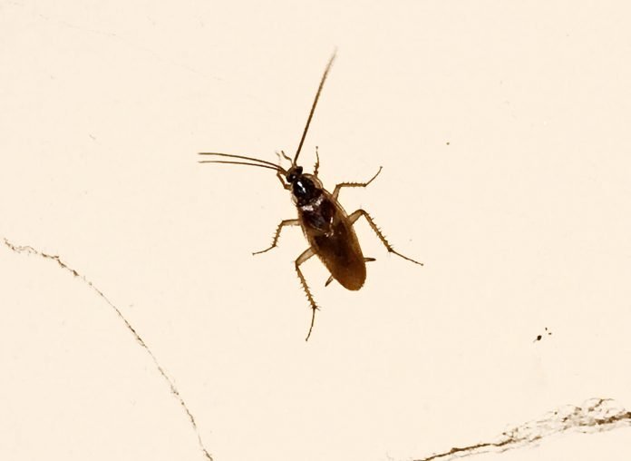 cockroach-696x508.jpg