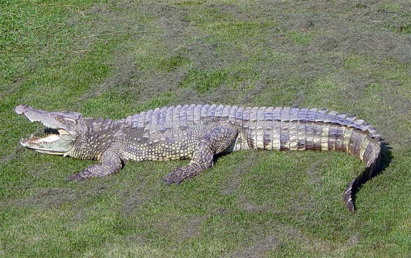 croc.jpg