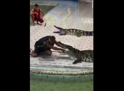 croc.jpg
