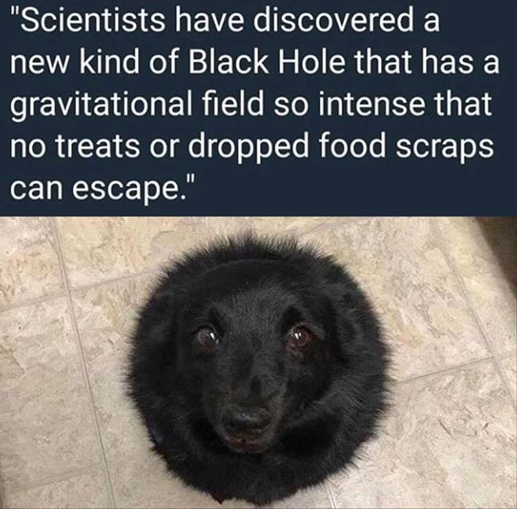 dog.jpg.23e6e35c53359014e3e9aec8580c3f6f.jpg