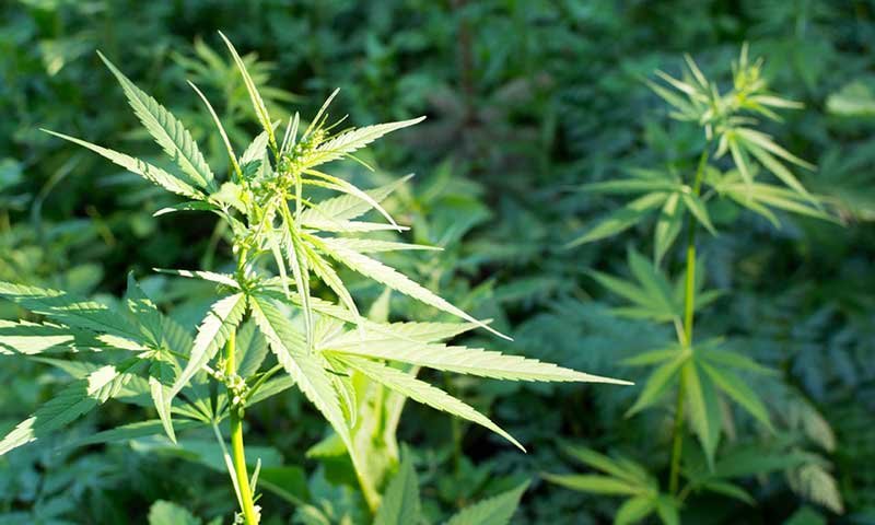 hemp.jpg