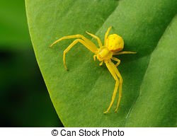 spider.jpg.fd1a6bdfed14a3807784cff49d2b09b6.jpg