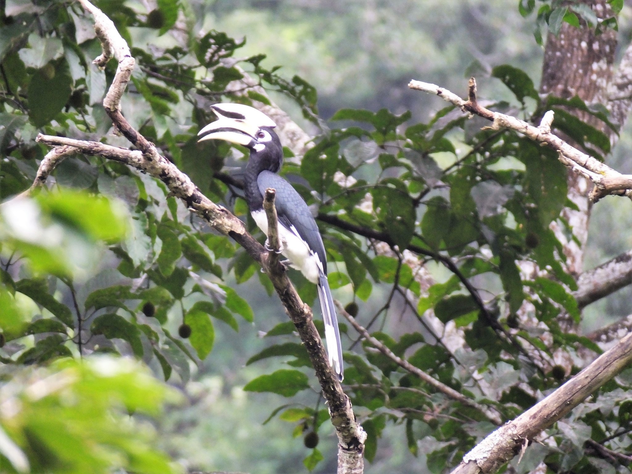 OP Hornbill F.jpg