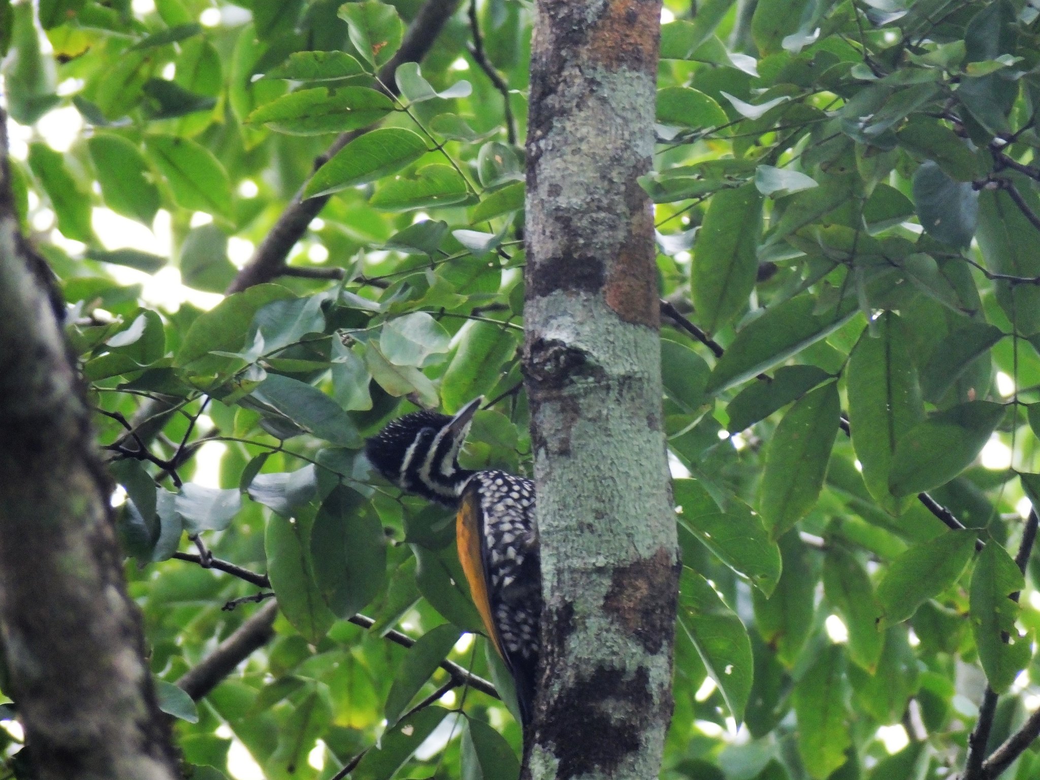 C Flameback.jpg