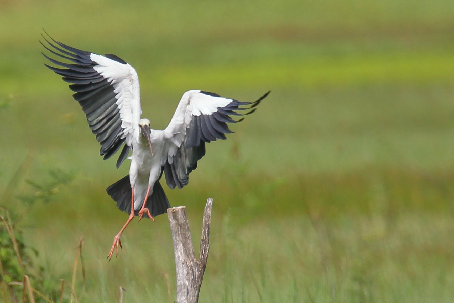 Stork 01.JPG