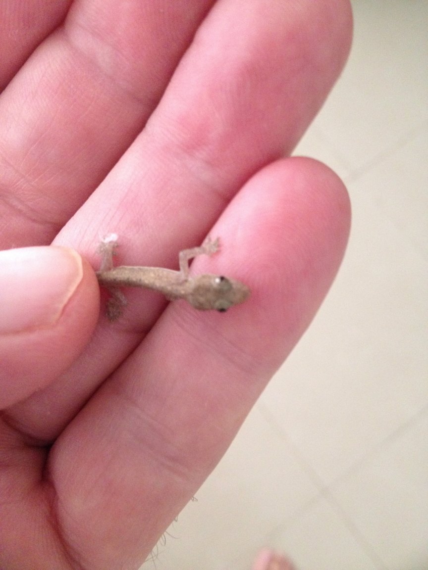 1927972734_geko.thumb.jpg.78fdbd5e416cdd659bb75bee24c65012.jpg
