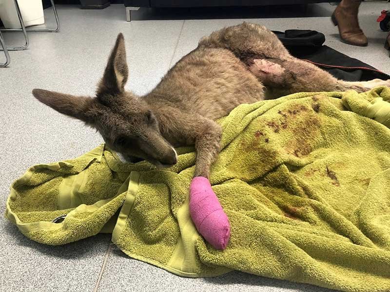 2018-08-01T044314Z_1_LYNXMPEE701ZS_RTROPTP_4_AUSTRALIA-KANGAROO.JPG