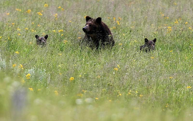 2018-08-31T004526Z_1_LYNXNPEE7U01U_RTROPTP_4_YELLOWSTONE-GRIZZLIES.JPG