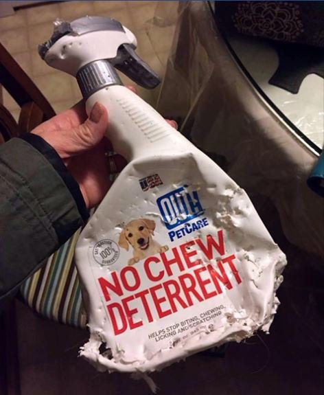 587338e139130_NoChewDeterrent.JPG.06bd632a9af13aca8c770f17b73b824e.JPG.95bfde497ddd5c94fac2ecbd0195dcf0.JPG
