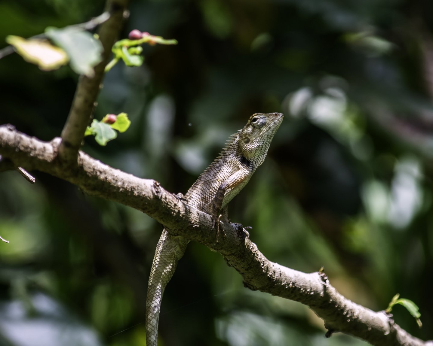 Cooperative Lizard.jpg