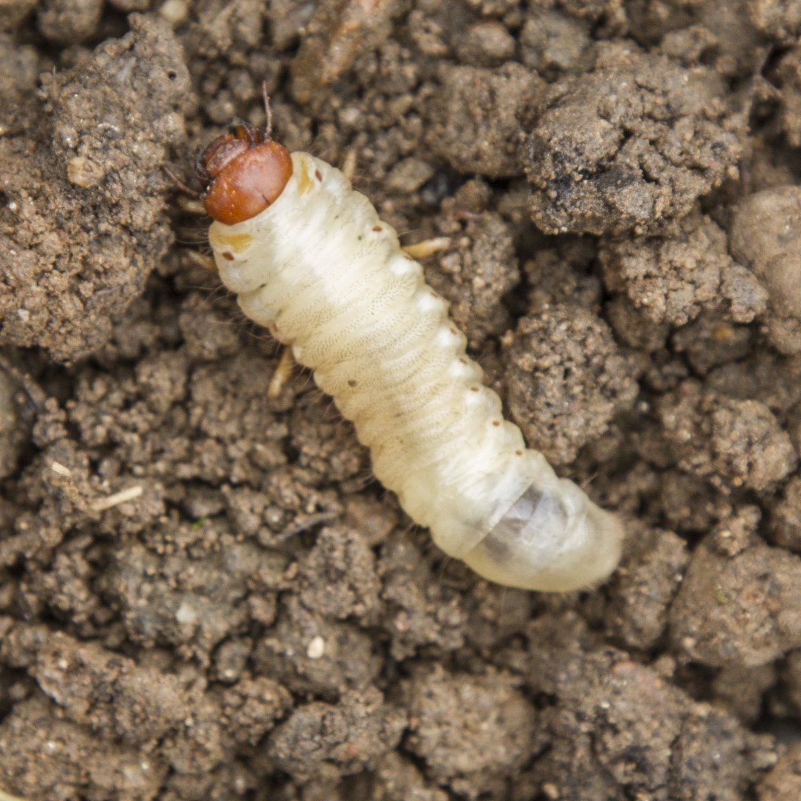 White Grub 2.jpg