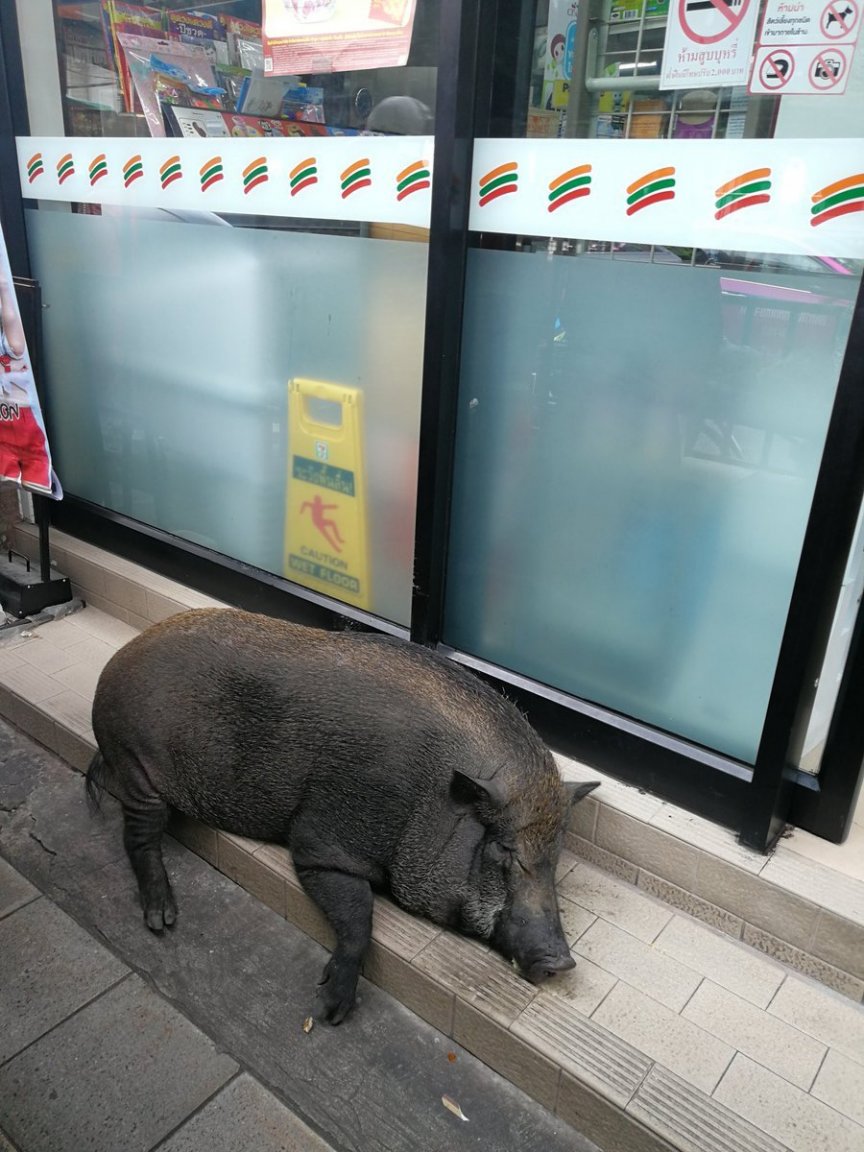 939668974_7-11Pig.thumb.jpg.dab29a02a0fb6b57e0aae6cd702e44d9.jpg