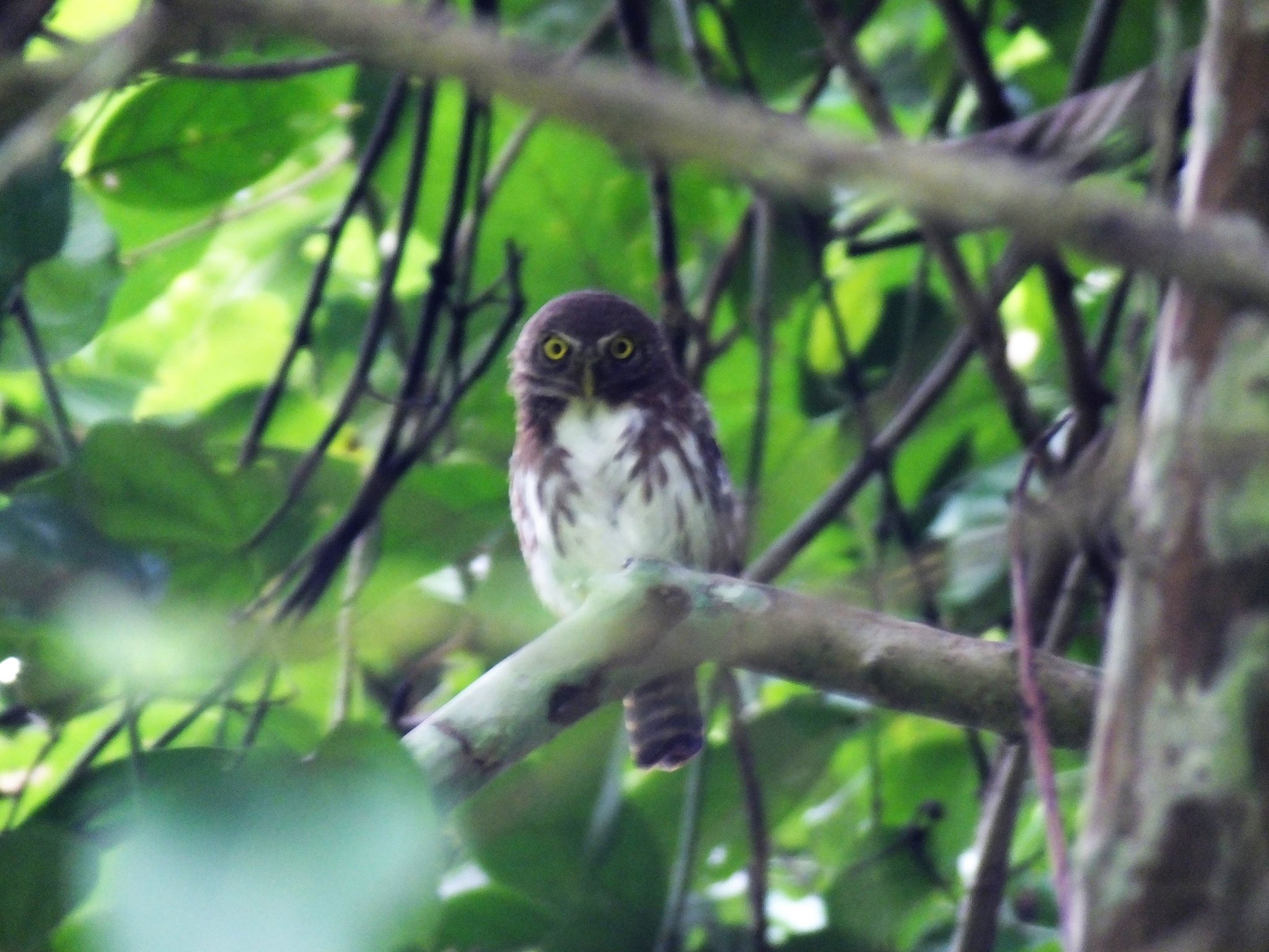 AB Owlet J.jpg