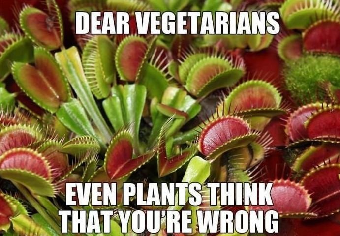 Dear-Vegetarians.jpg.035c4ce8d83ba3f37c9d6b1ae1cc124a.jpg