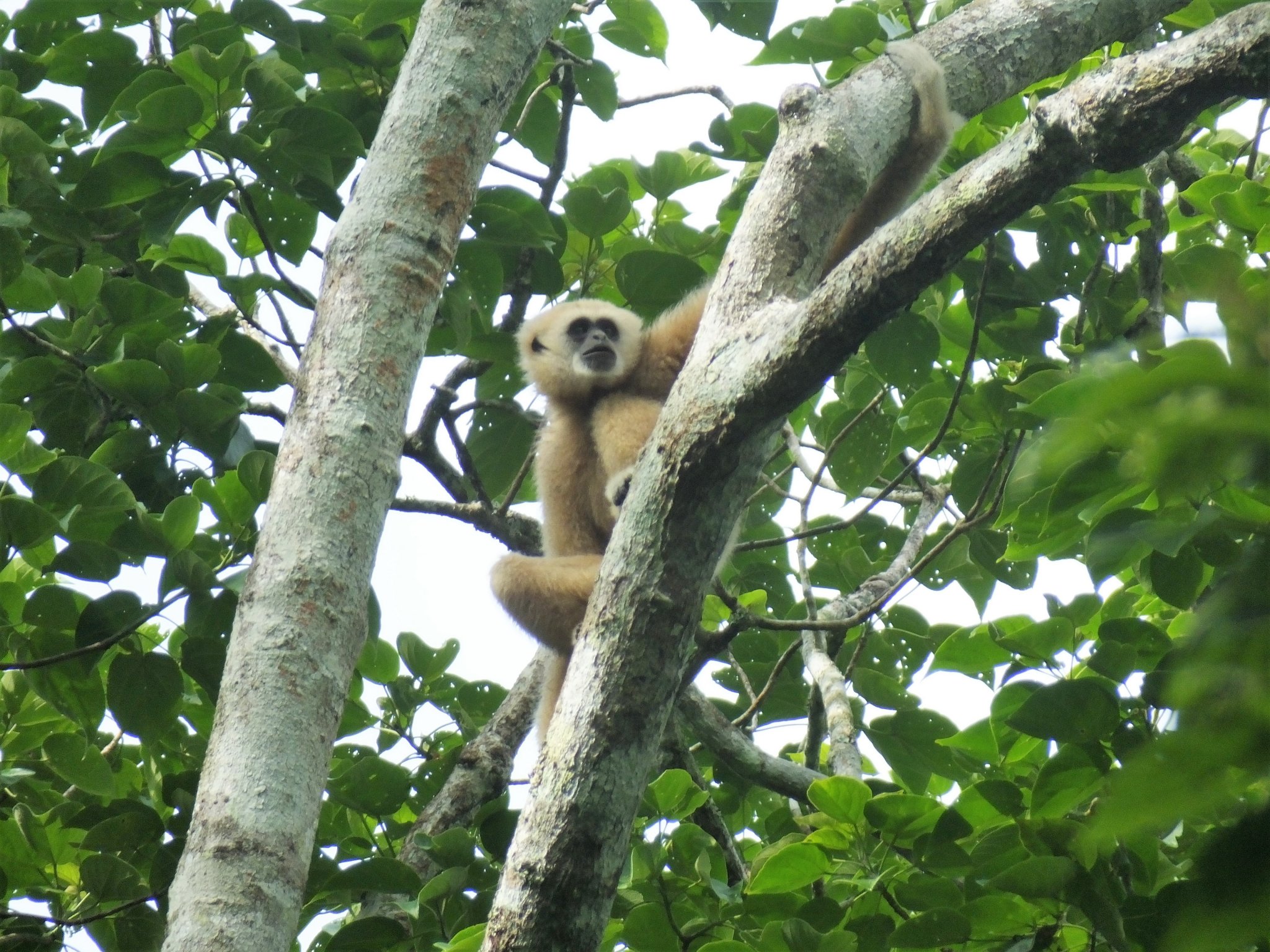 Gibbon.jpg