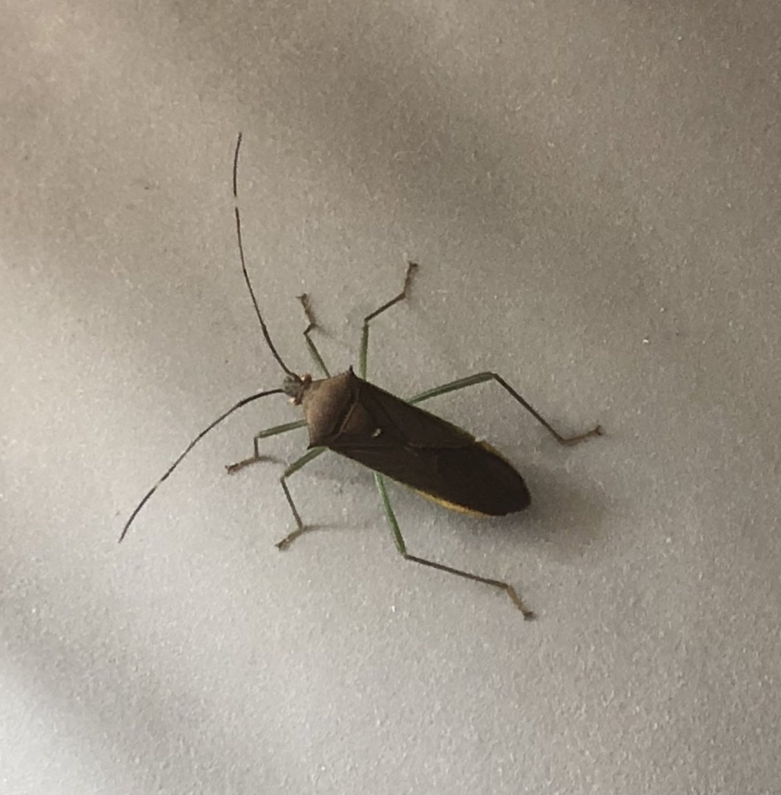 insect.jpg