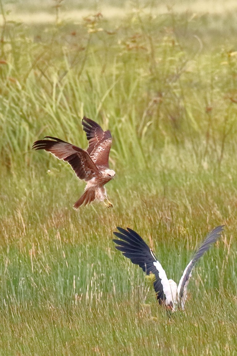 kitenstork01.JPG