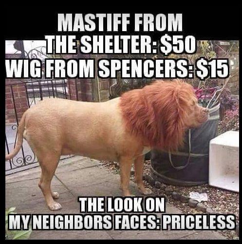 lion.jpg.0163739db5f983131fa6518d348165b0.jpg