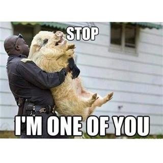 pig-stop-i-am-one-of-you.jpg.dce25cbf646d3570d7f5c503305ca4df.jpg