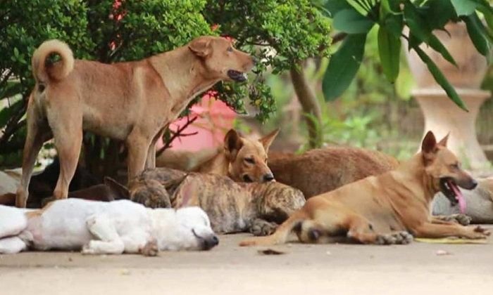 soi_dog_Thailand.jpg