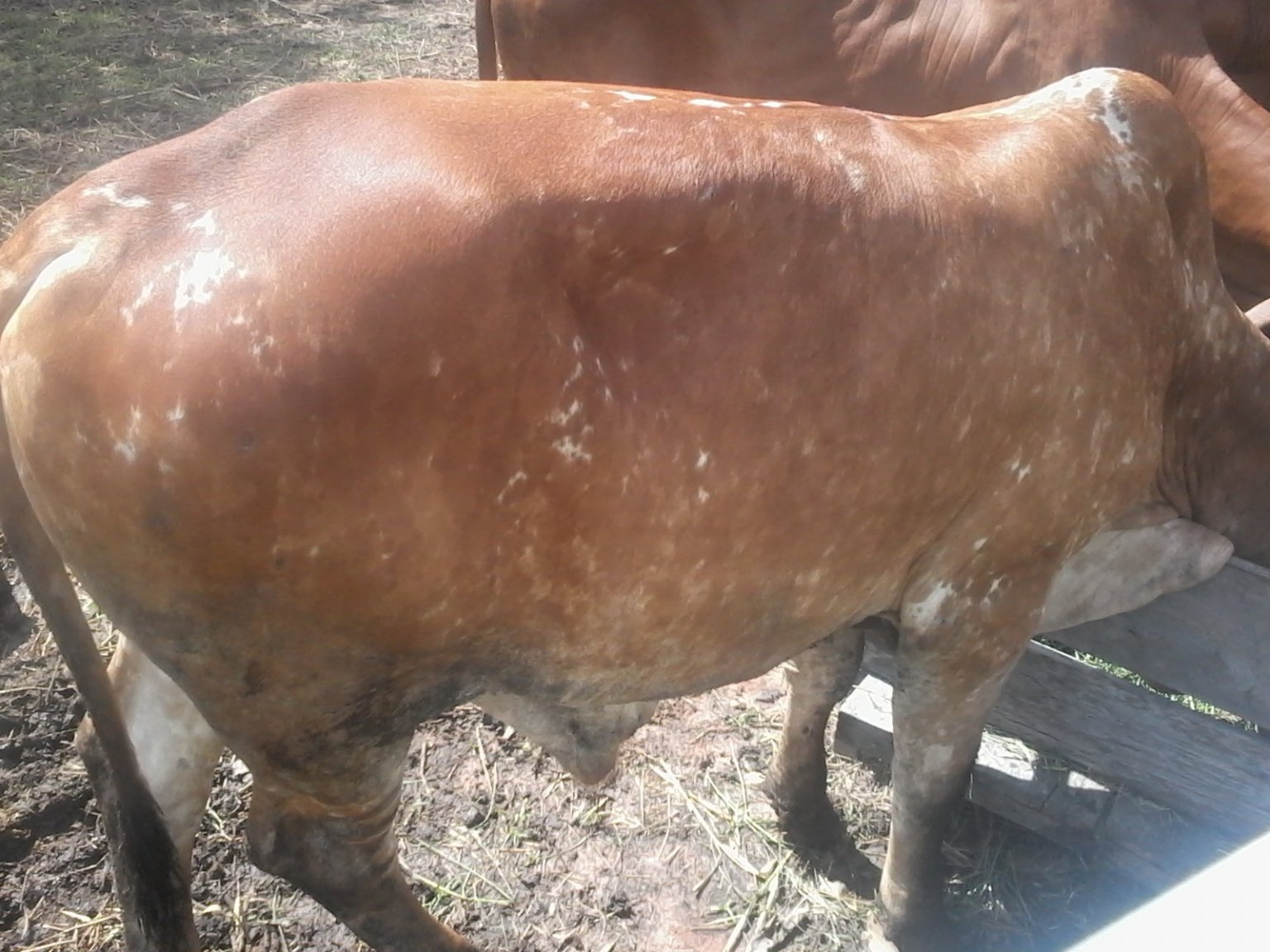 14 mth bull calf.jpg