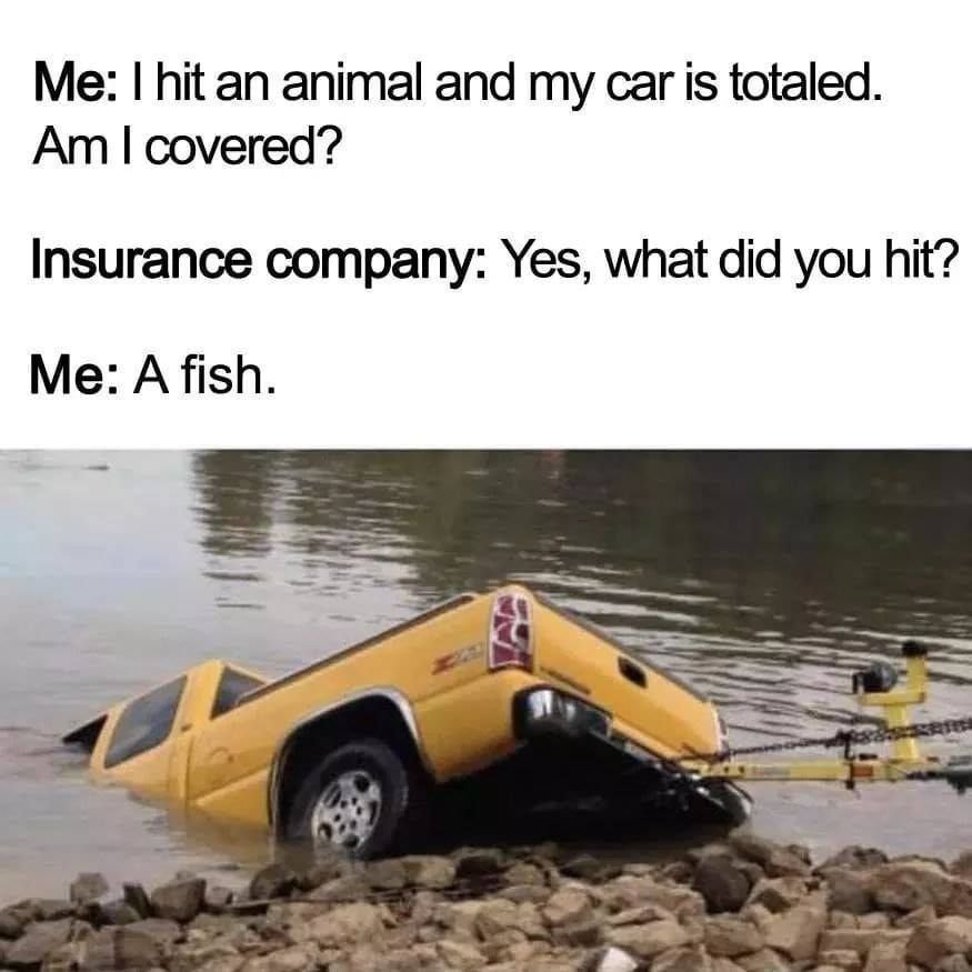 1360678847_carandfish.jpg.9f618aa455c2b1e976435cb8ba987c17.jpg