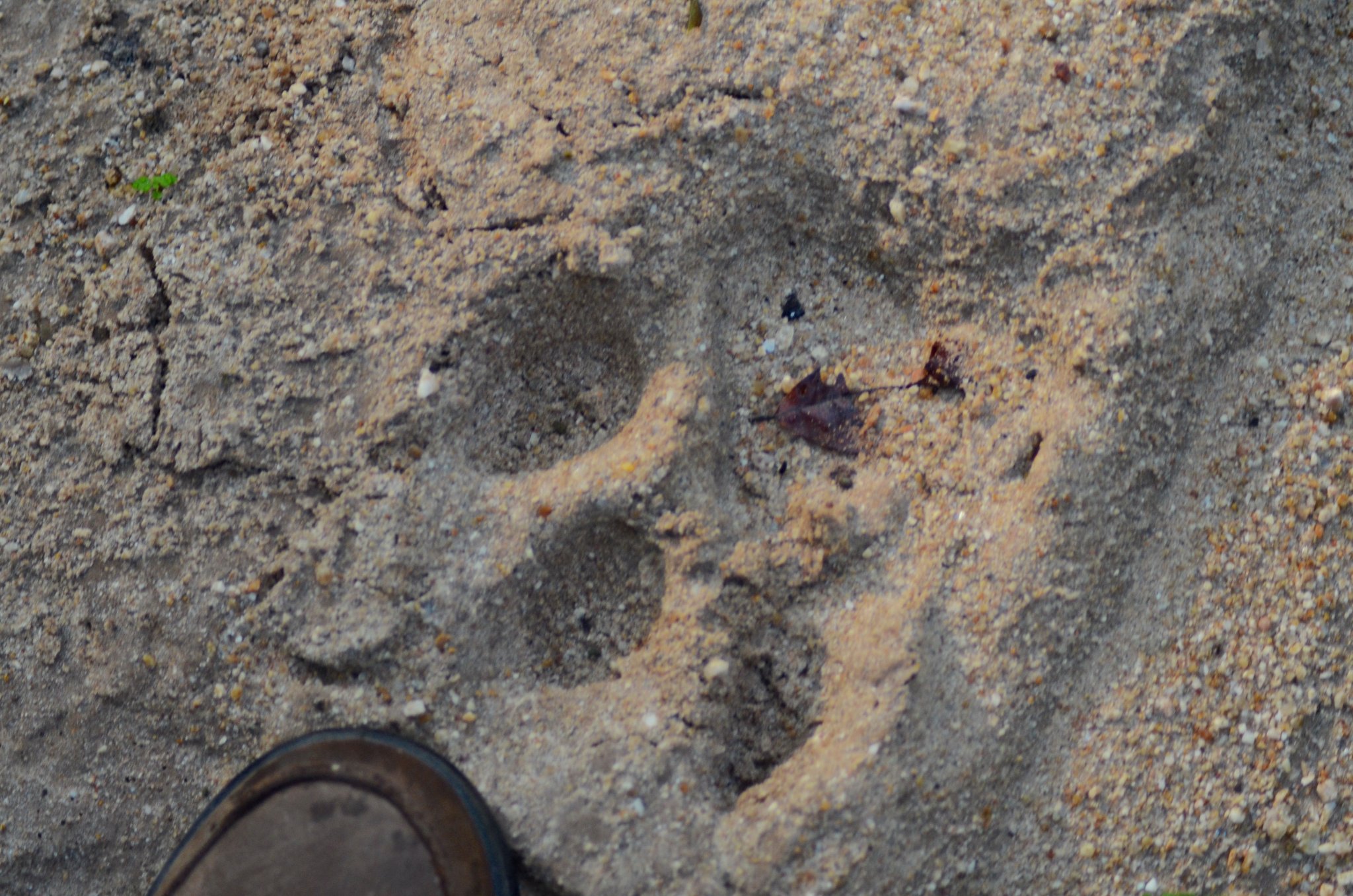 tiger print.JPG