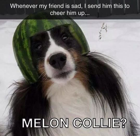 1457114393_meloncollie.jpg.1ca4dbc117179983ac94323c8a434901.jpg
