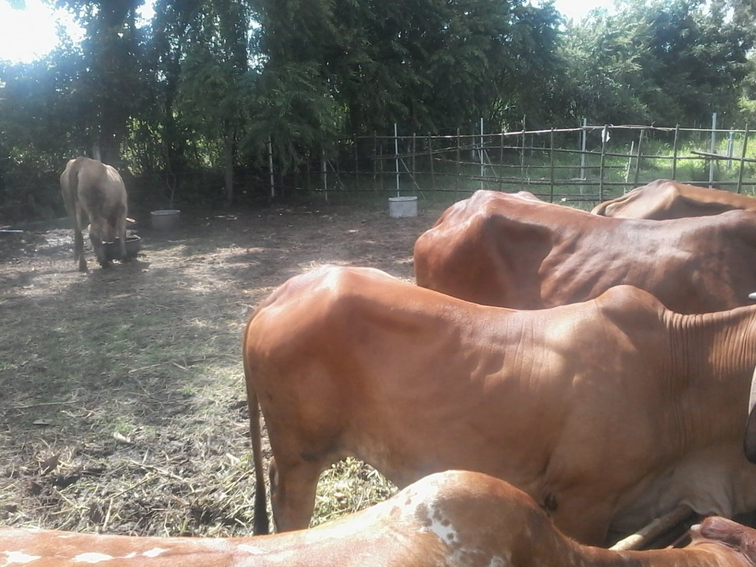 2 year & aged cow.jpg