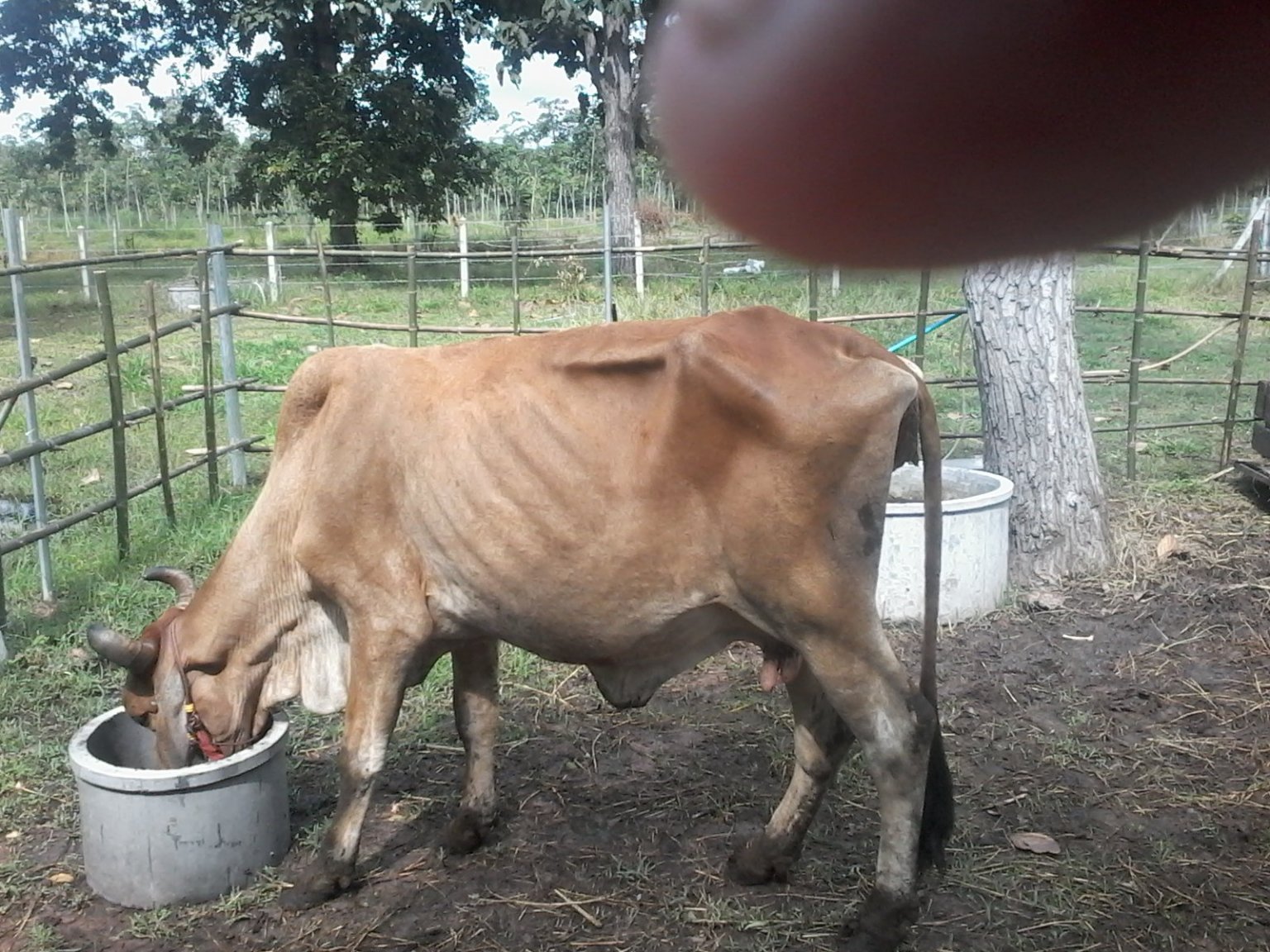 35 week in calf.jpg