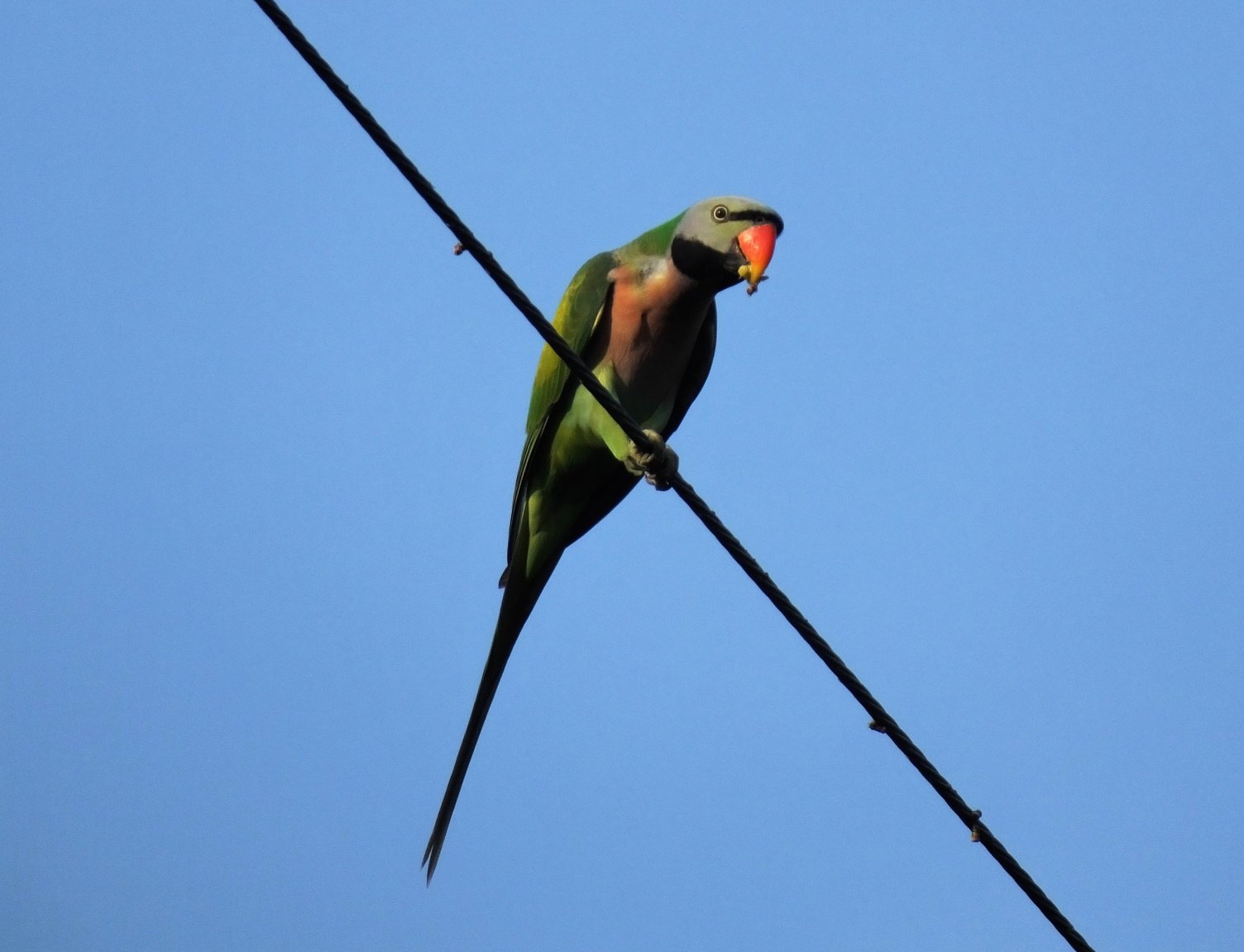 RB Para 29 Sep 18.jpg