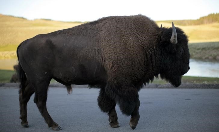 2018-09-11T022546Z_1_LYNXNPEE8A02S_RTROPTP_3_MONTANA-BISON-YELLOWSTONE.JPG