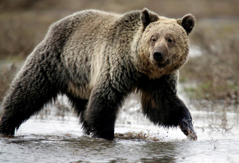 2018-09-25T000617Z_3_LYNXNPEE8N1ZJ_RTROPTP_3_YELLOWSTONE-GRIZZLIES.JPG