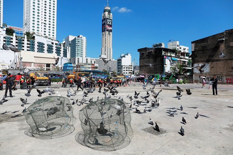 2018-09-26T090729Z_1_LYNXNPEE8P0SI_RTROPTP_4_THAILAND-PIGEONS.JPG