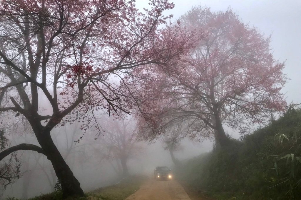 219157939_CherryBlossom-8.jpg.a4403bf723bafbffe1e62bb3528af957.jpg