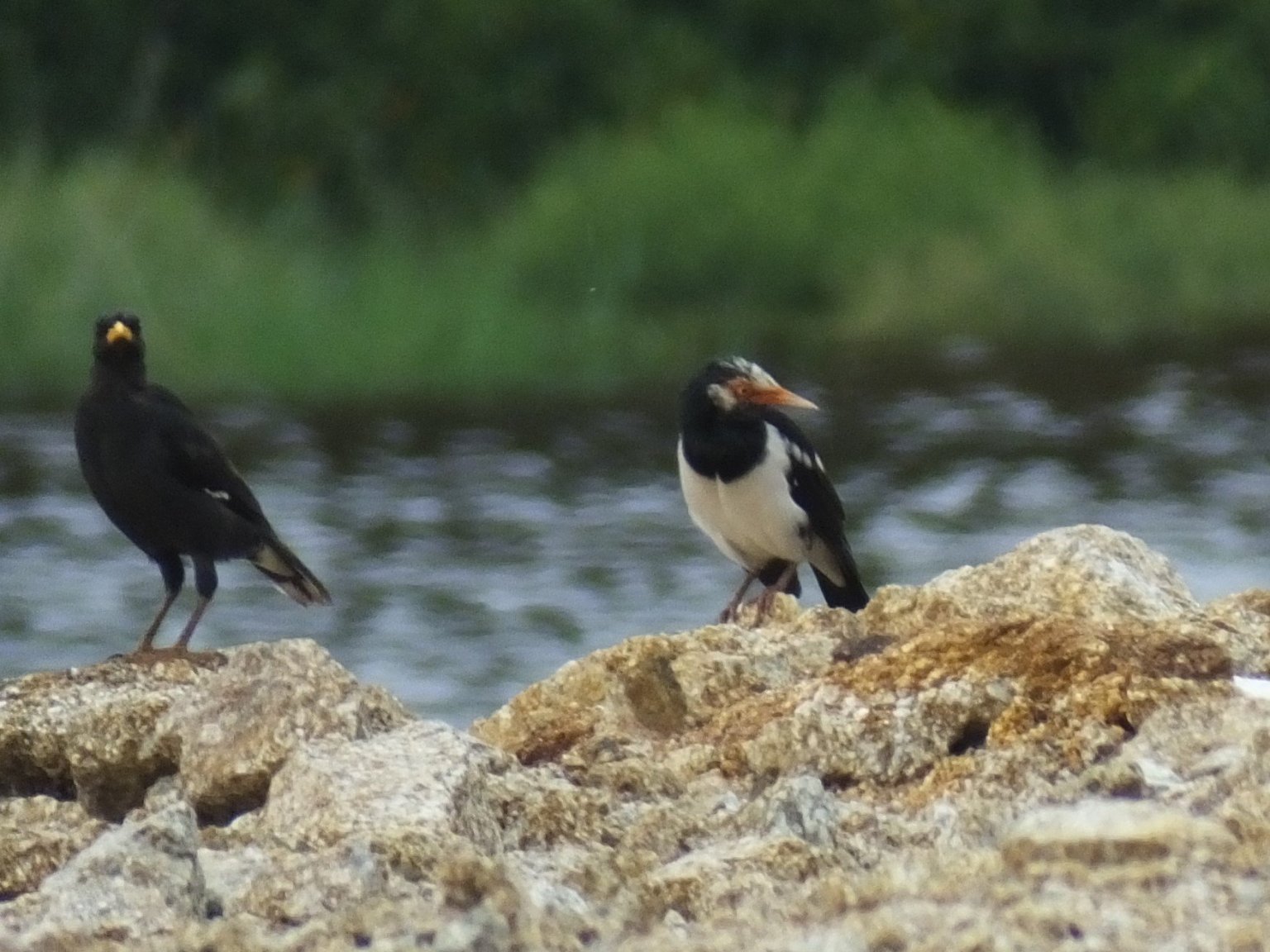 APS_Myna.jpg