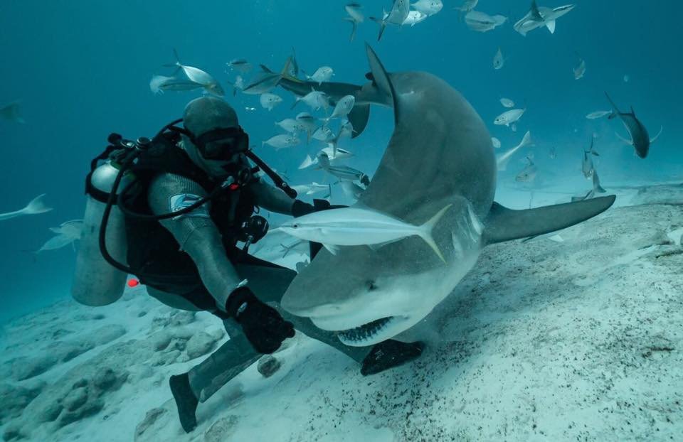 Bull-Shark-Scuba-Diving-Cozumel-4.jpg.9ca73815407ef1cdd8cc8267f1a94202.jpg
