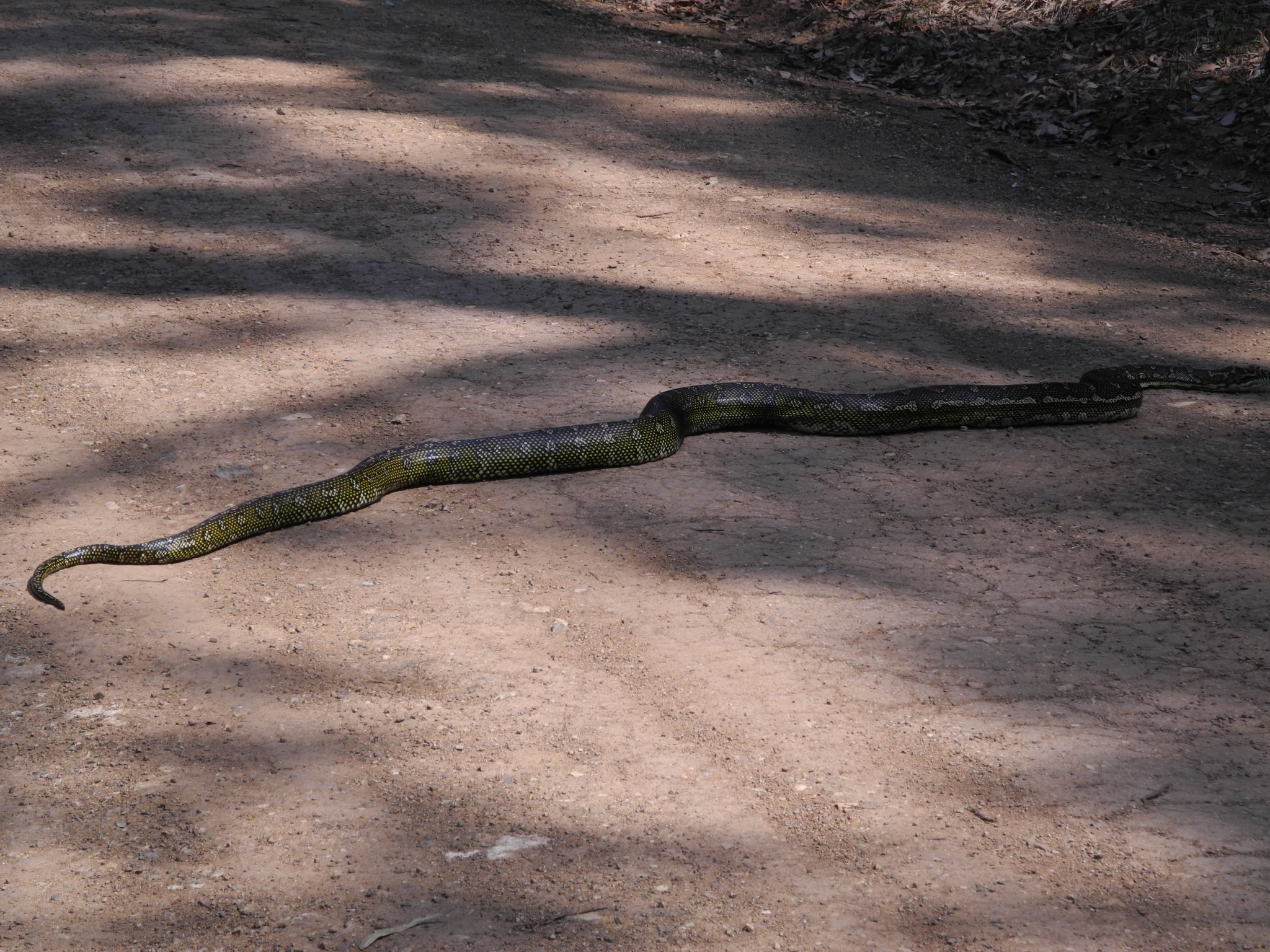 DSCN0729.JPG