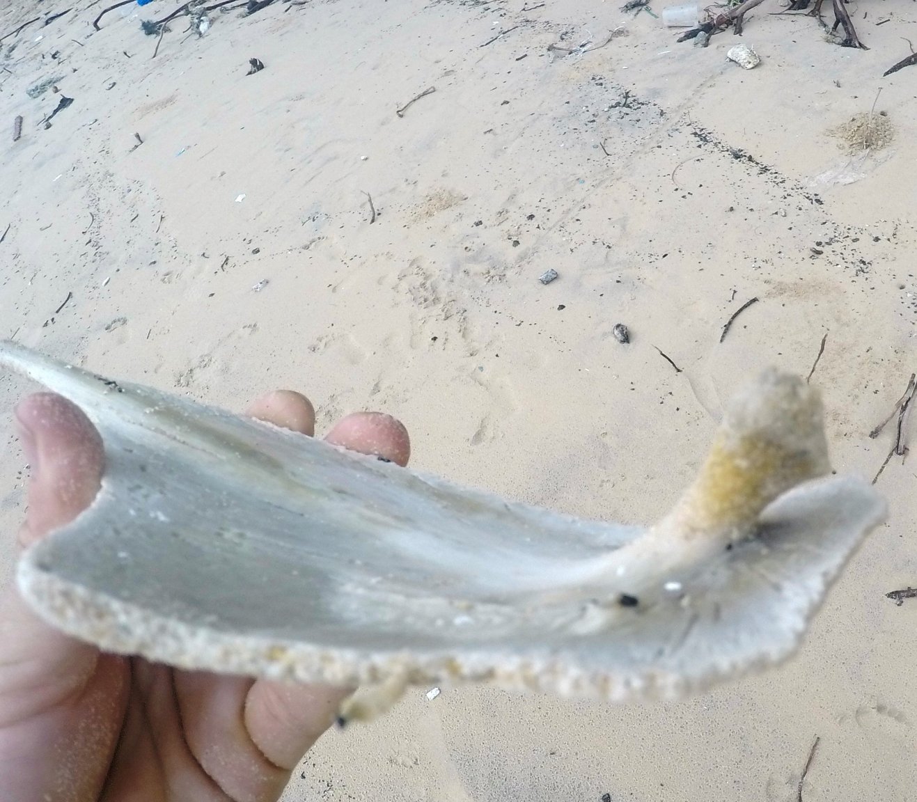 G1117456.thumb.JPG.d5d1e5b3bb760d6e5dcc0b56935f8dba.JPG