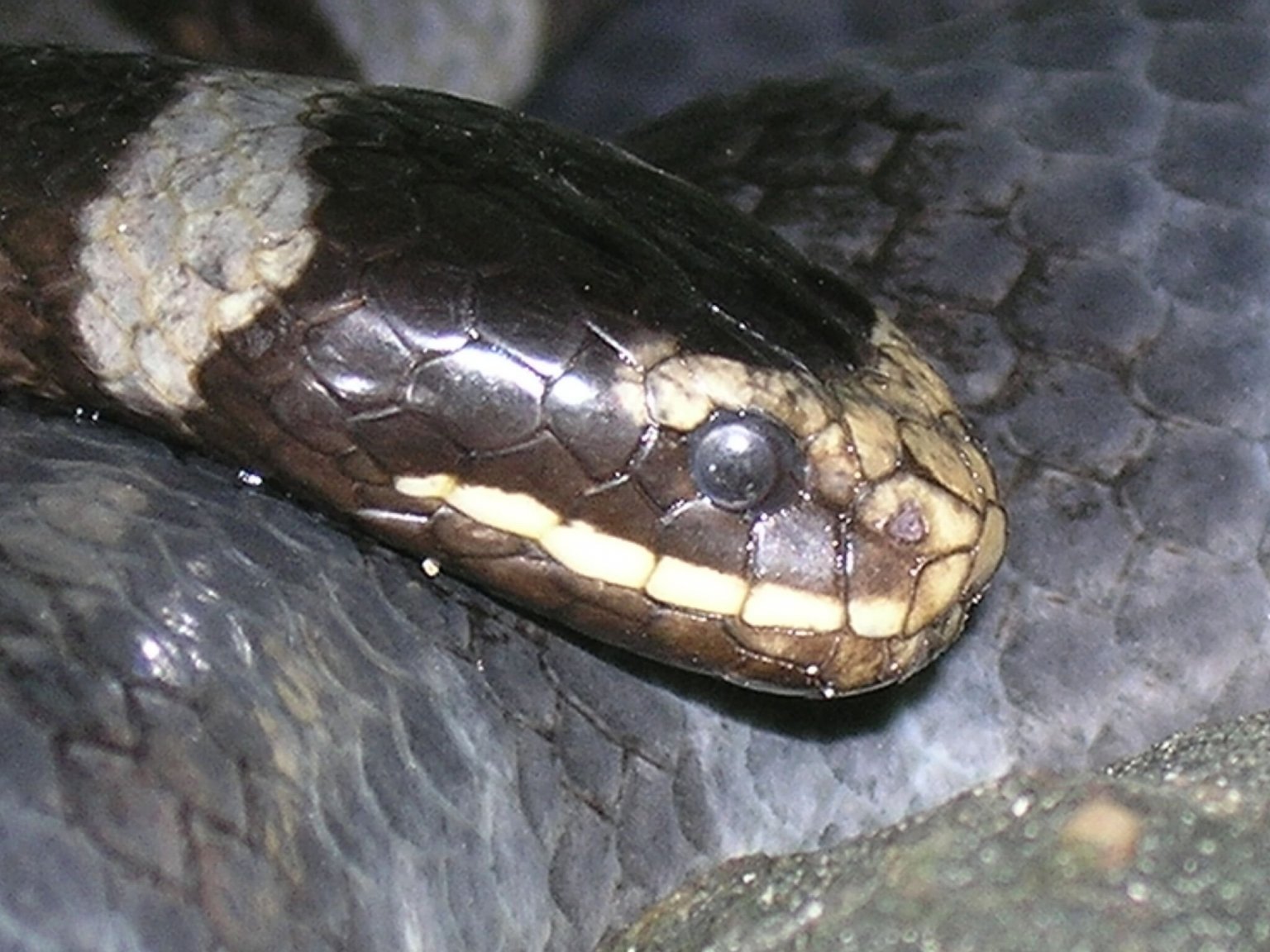 cLOSEUP..jpg