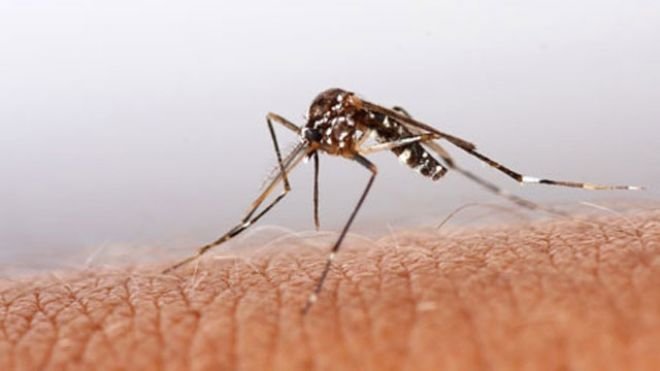 chikungunya-fever.jpg