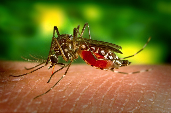 dengue2.png