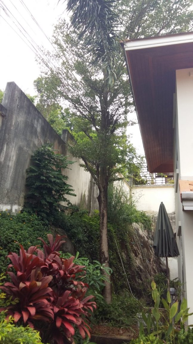 tree.jpg