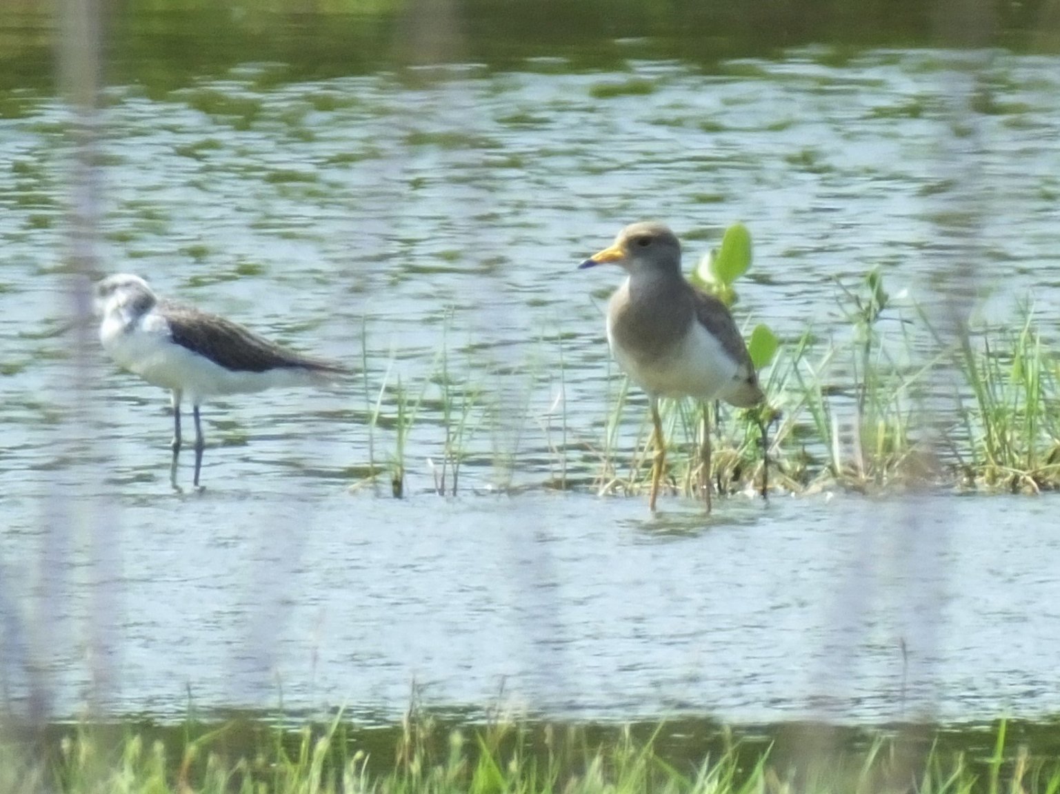 Grey-headed Lapwing 3.jpg