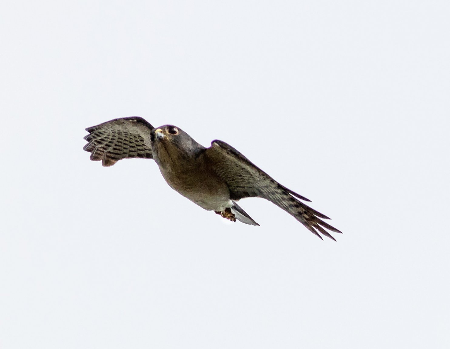 Japanese Sparrowhawk.jpg