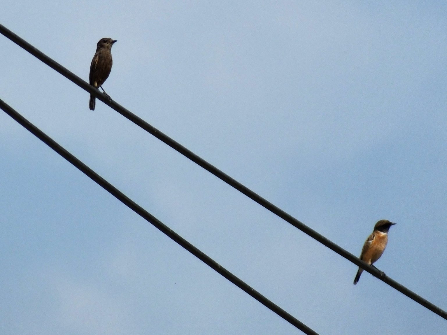 PBC juv and Stonechat male.jpg